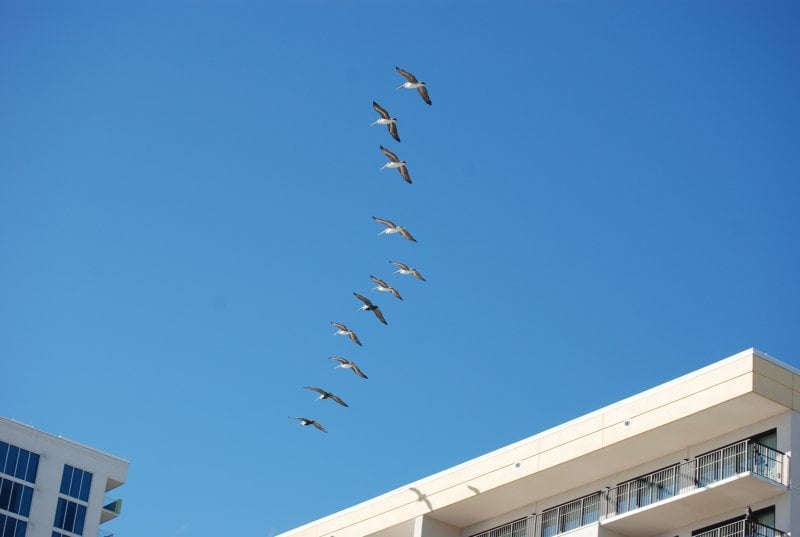 birds flying over beach